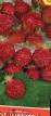 Lesní jahody druhy Rannyaya Plotnaya  fotografie a charakteristiky
