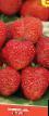 Strawberry varieties Rus Photo and characteristics