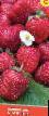 Lesní jahody druhy Snezhana fotografie a charakteristiky