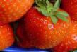 une fraise  Syuzi l'espèce Photo