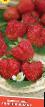 Lesní jahody druhy Timiryazevka fotografie a charakteristiky