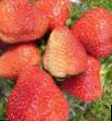 une fraise  Florens l'espèce Photo