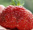 Erdbeeren  Zolushka  klasse Foto