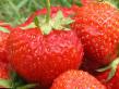 une fraise  Avrozenga l'espèce Photo