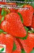 Strawberry  Ampelnaya krupnoplodnaya  grade Photo