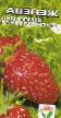 Lesní jahody  Zheneva druh fotografie