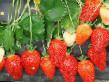 Φράουλες ποικιλίες Alba φωτογραφία και χαρακτηριστικά