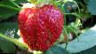 Φράουλες ποικιλίες Rubinovyjj kulon  φωτογραφία και χαρακτηριστικά