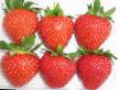 Strawberry varieties Neotrazimyjj Photo and characteristics
