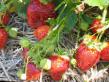 Erdbeeren  Malvina klasse Foto