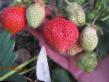 une fraise  Oktava l'espèce Photo
