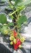 Lesní jahody druhy Sekvojjya fotografie a charakteristiky