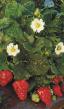Lesní jahody druhy Ehlita fotografie a charakteristiky