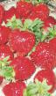 une fraise  Aroza l'espèce Photo