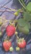 une fraise  Bereginya l'espèce Photo
