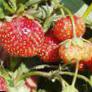 Lesní jahody  Sudarushka  druh fotografie