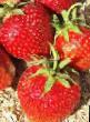 une fraise  Sudarushka  l'espèce Photo