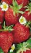 Φράουλες ποικιλίες Kardinal φωτογραφία και χαρακτηριστικά