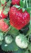 Strawberry  Velikobritaniya grade Photo