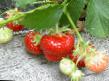 une fraise  Stolichnaya  l'espèce Photo