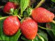 une fraise les espèces Cheshskaya krasavica Photo et les caractéristiques
