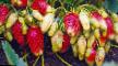 Lesní jahody  Torpeda  druh fotografie