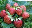 une fraise  Khumi Grande l'espèce Photo