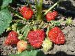 Strawberry varieties Modelajjn Photo and characteristics