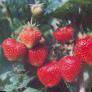 une fraise  Karmen  l'espèce Photo