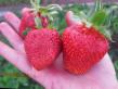 une fraise  Gariguehtta l'espèce Photo