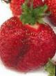 une fraise  Anastasiya l'espèce Photo