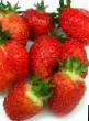 une fraise  Istochnik l'espèce Photo