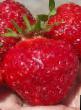 une fraise  Lidiya l'espèce Photo