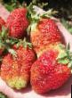 une fraise  Solnechnaya polyana l'espèce Photo