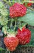 Lesní jahody  Prezent druh fotografie