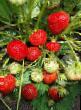 Strawberry varieties Veselka Photo and characteristics