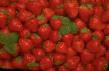 une fraise  Profyuzhen l'espèce Photo