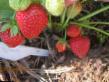 une fraise  Sizhoze l'espèce Photo