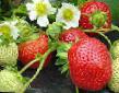 Erdbeeren  Maehstro klasse Foto