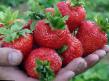 Erdbeeren  Ehlsanta  klasse Foto
