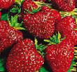une fraise les espèces Galya Chiv Photo et les caractéristiques