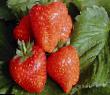 une fraise  Ehlsinora l'espèce Photo