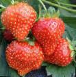 une fraise  Florin l'espèce Photo