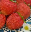 une fraise les espèces Bogema Photo et les caractéristiques