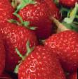 Erdbeeren  Induka klasse Foto