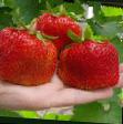 Erdbeeren Sorten Yuniya Smajjds  Foto und Merkmale