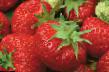 une fraise les espèces Olimpijjskaya nadezhda Photo et les caractéristiques