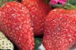 une fraise  Pikan l'espèce Photo