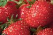 une fraise les espèces Salsa Photo et les caractéristiques