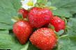 une fraise  Svit Ehvi l'espèce Photo